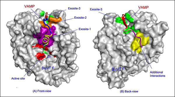 Representation of neurotoxin interaction